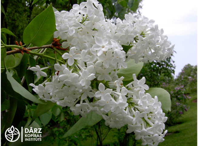 Syringa vulgaris   'Alba Grandiflora'